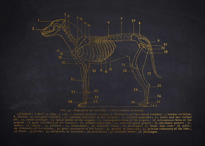 Dog Skeleton Diagram
