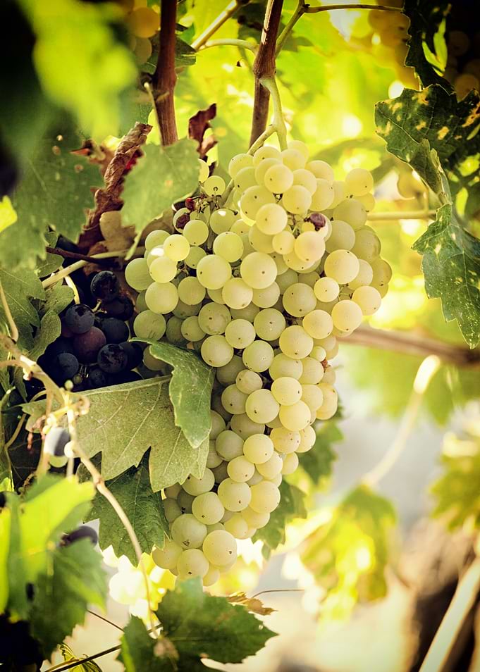 Green Grapes on Vine