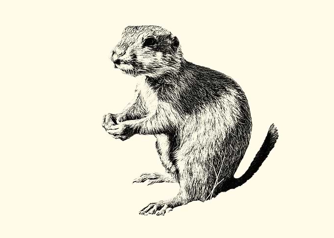 Prairie Dog Illustration