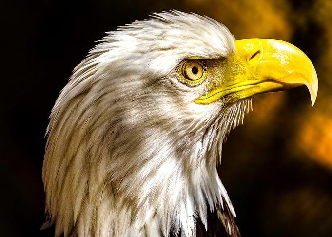 Bald Eagles focus