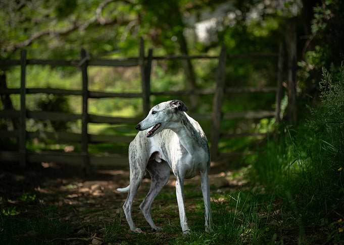 Whippet