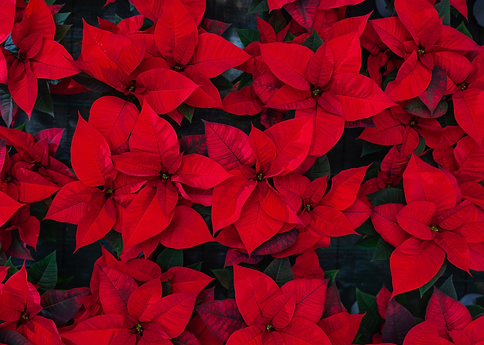 Red Poinsettia Flowers