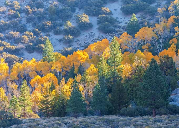 Autumn Forest Landscape