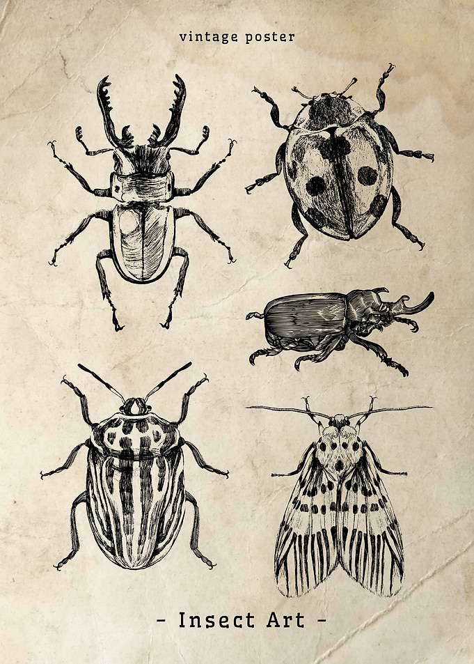Vintage Insect Art Poster
