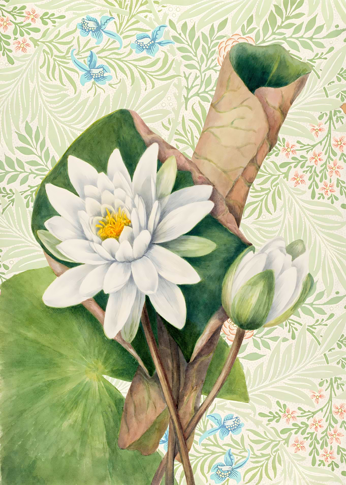 Water Lily