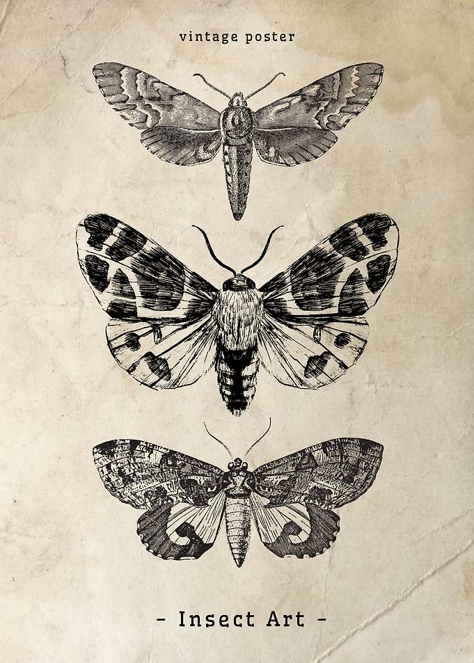 Vintage Moth Poster