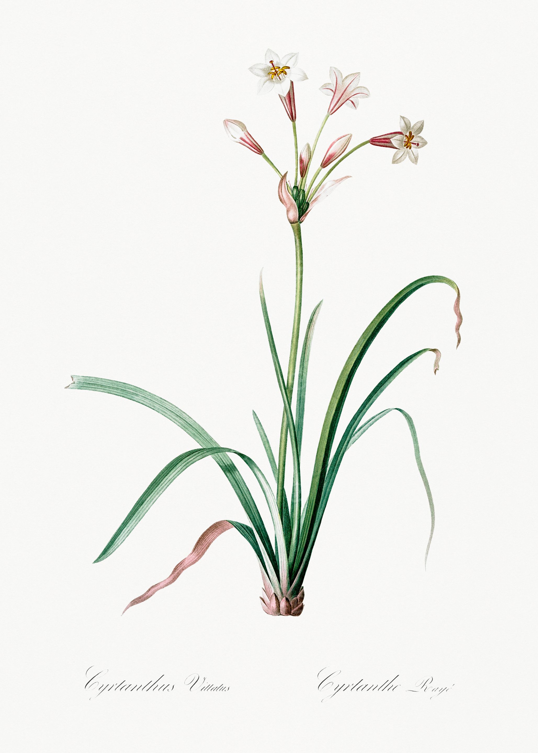 Cyrtanthus Flower Illustration