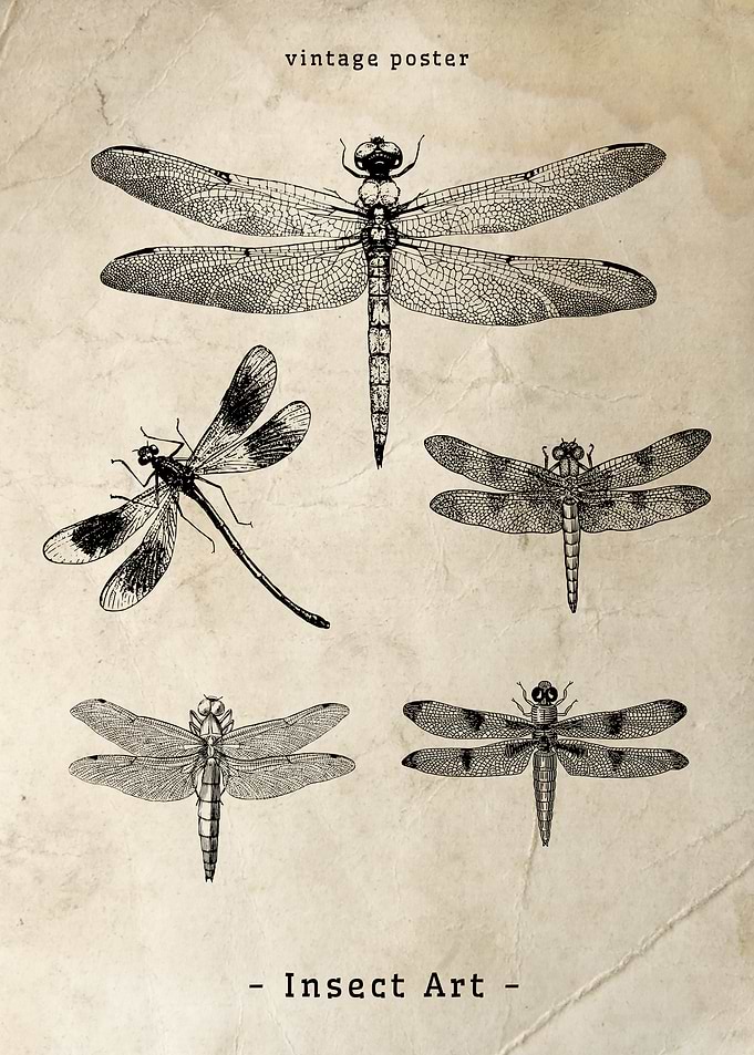 Vintage Dragonfly Poster