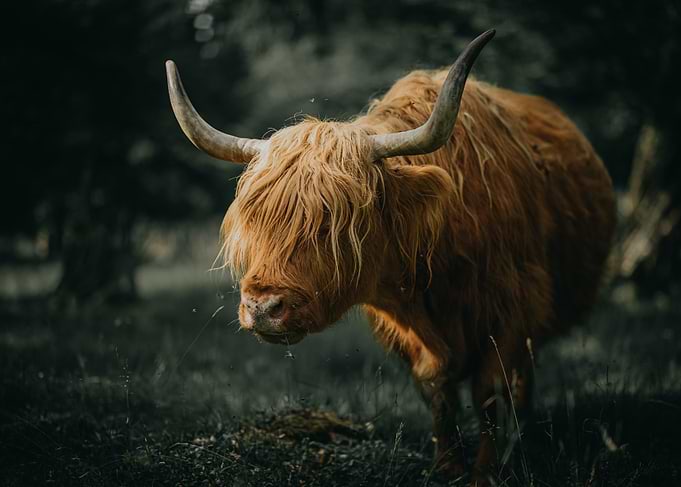 Highland Cow Portrait