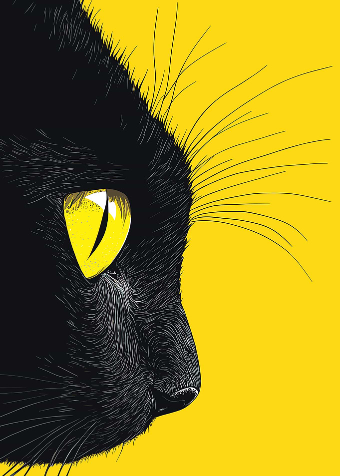 Black Cat Eye Close-Up