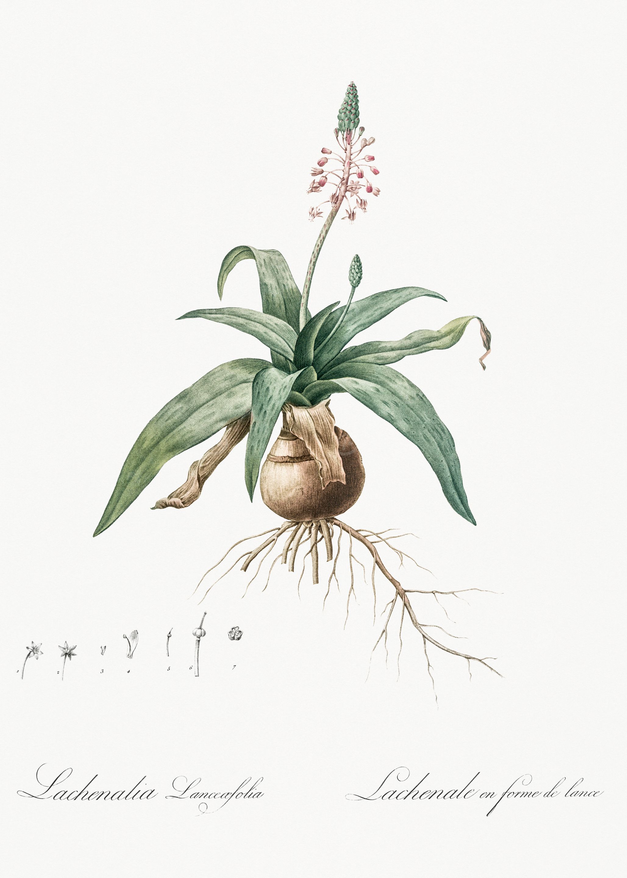 Lachenalia Lanceolata Botanical Illustration