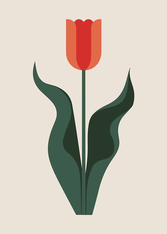 Modern Minimalist Red Tulip