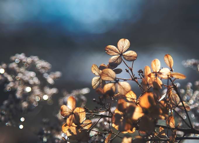 Dried Flower Branch