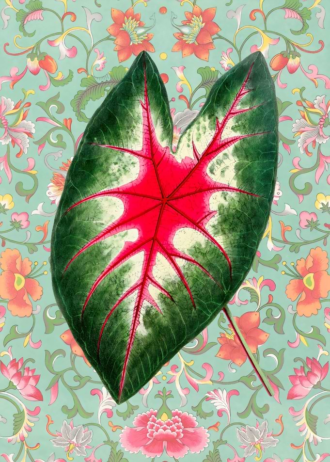 Red and Green Leaf