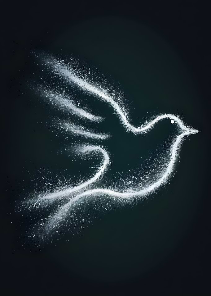 White Dove on Black - Bird