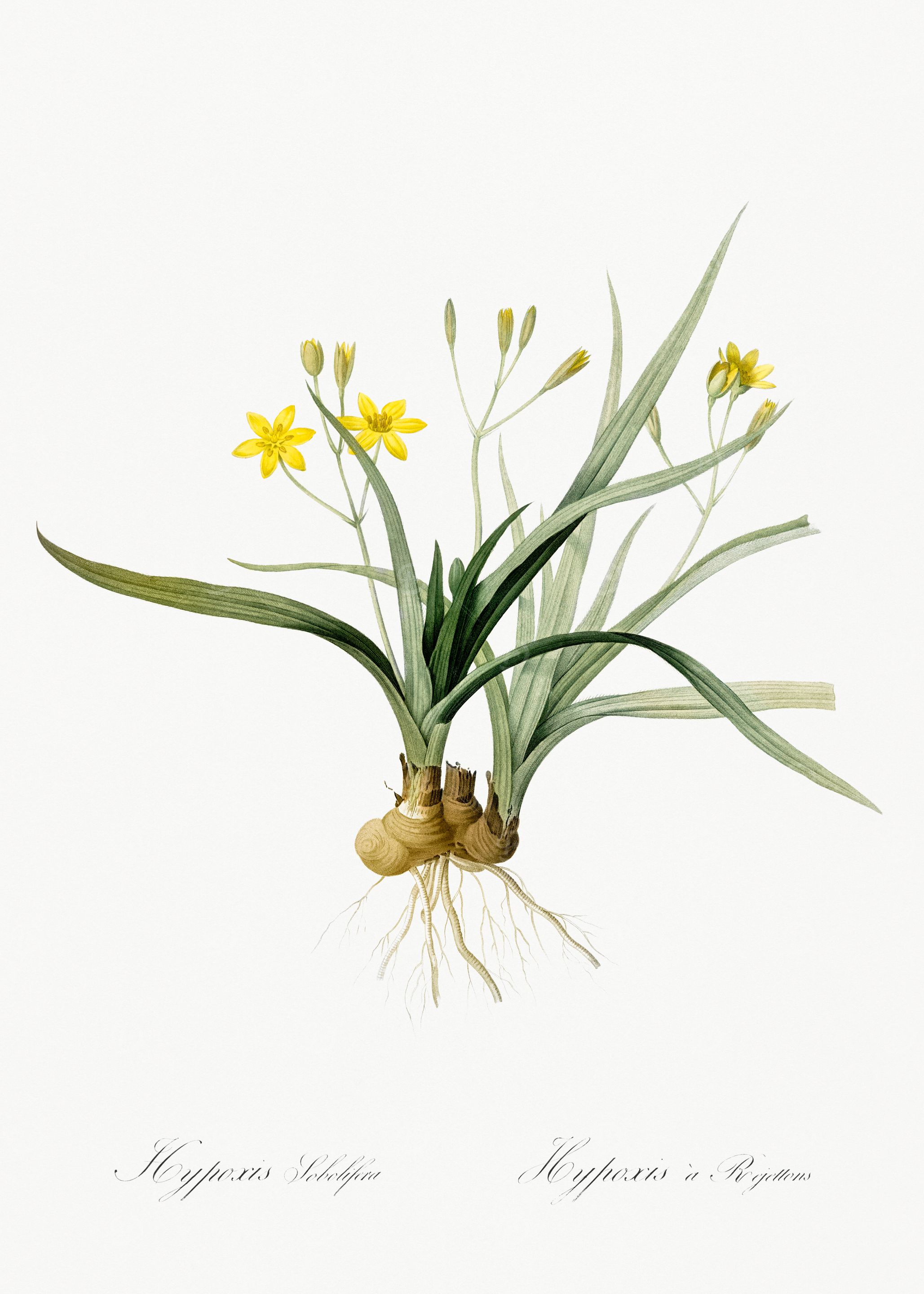 Yellow Flower Botanical Illustration