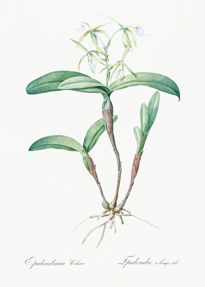 Epidendrum Cuban Orchid Illustration