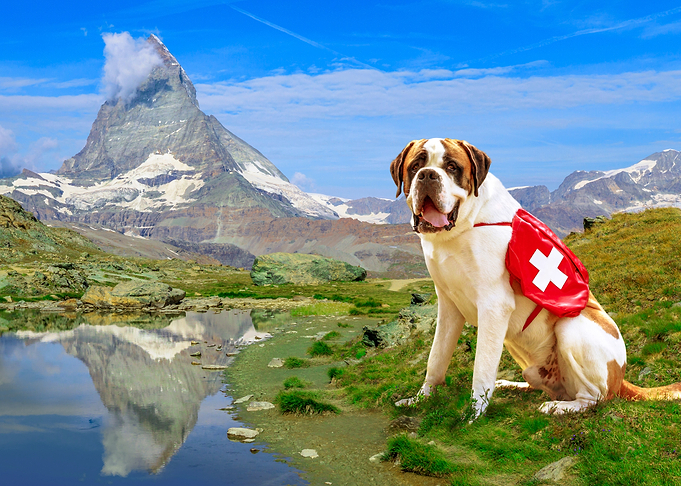 Swiss Mountain Dog