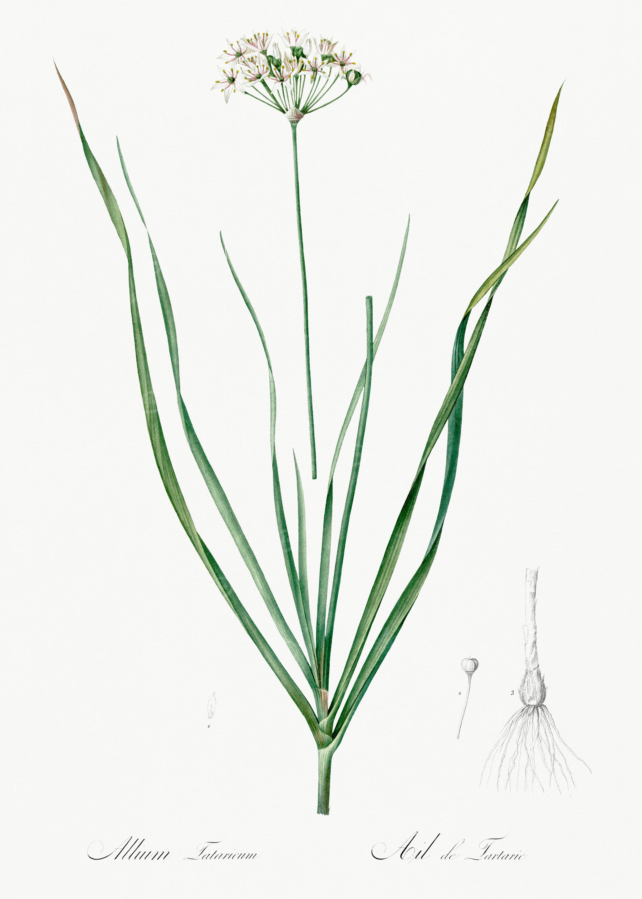 Allium Tenuifolium Illustration