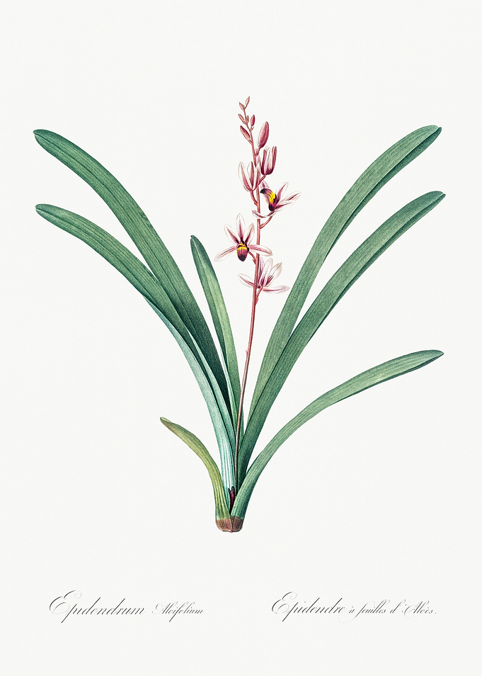 Orchid Botanical Illustration