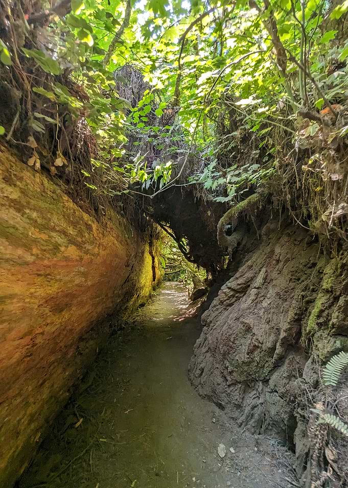 Forest Path Through Fallen Tree