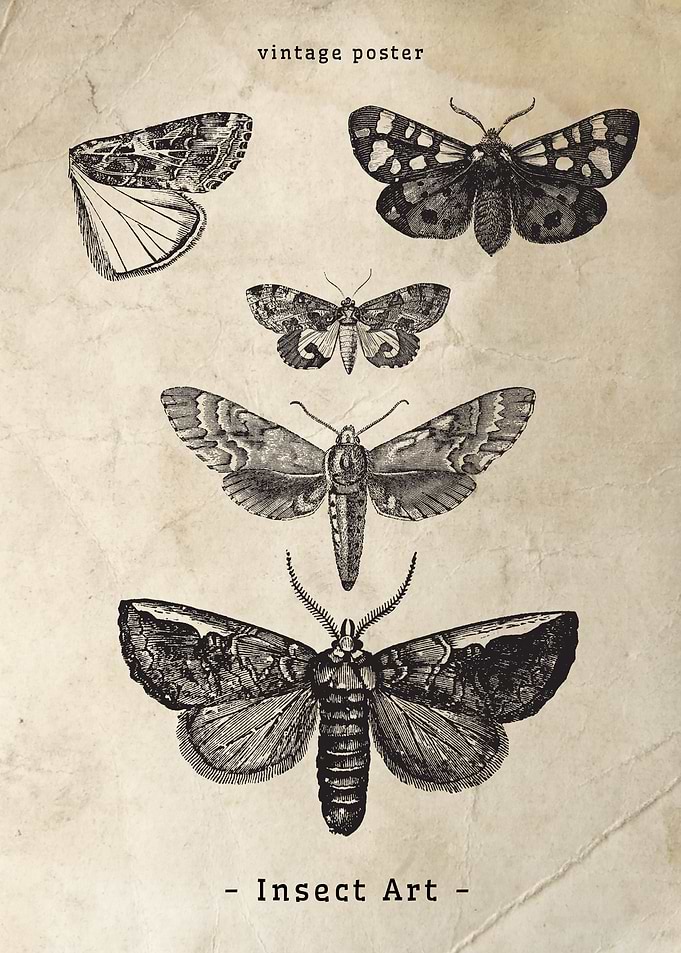 Vintage Insect Art Poster