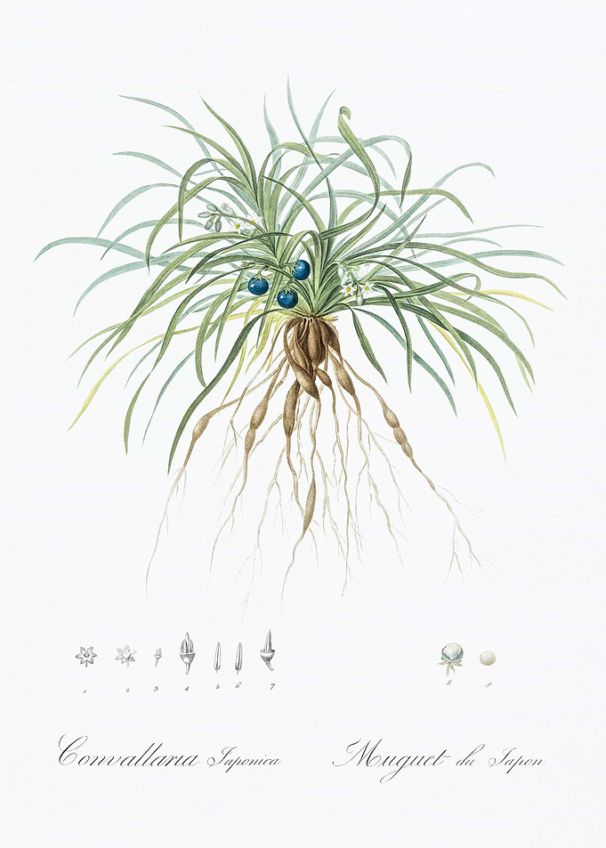 Japanese Lily of the Valley Illustration