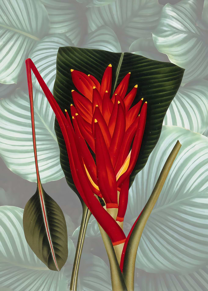 Red Tropical Flower