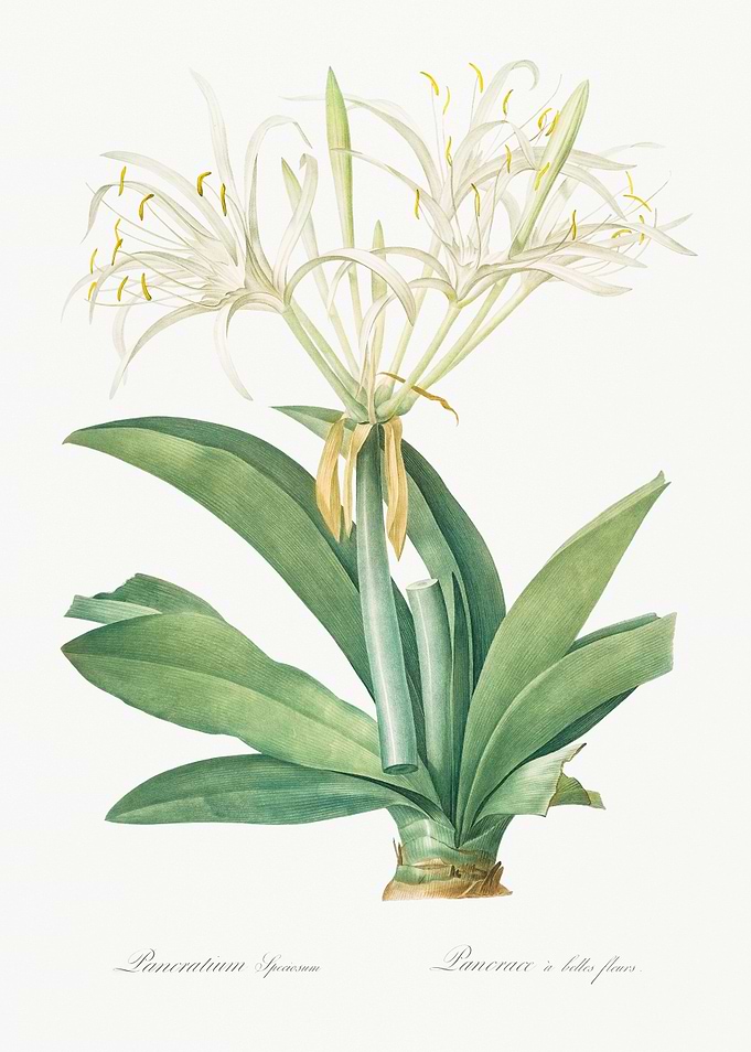 White Spider Lily Botanical Illustration