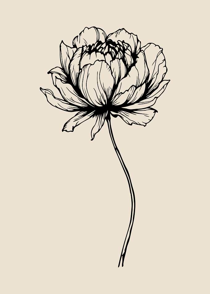 Elegant Black Ink Peony Sketch