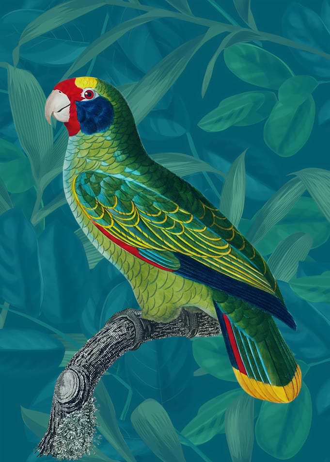 Green Parrot
