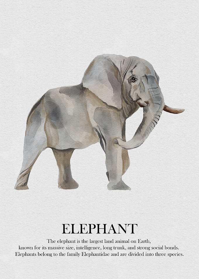 Elephant Watercolor Illustration