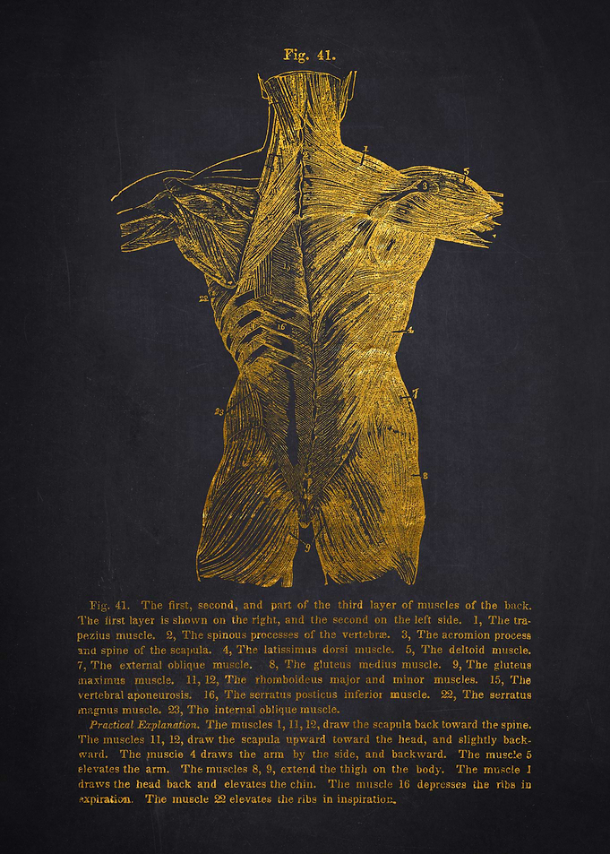 Human Muscle Anatomy Diagram