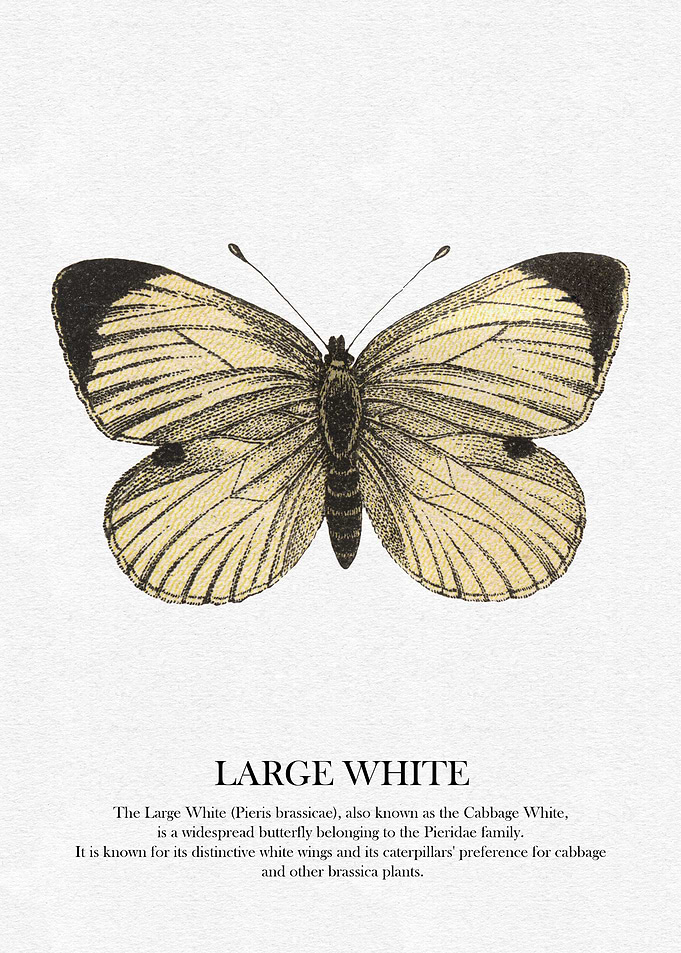 Large White Butterfly Illustration