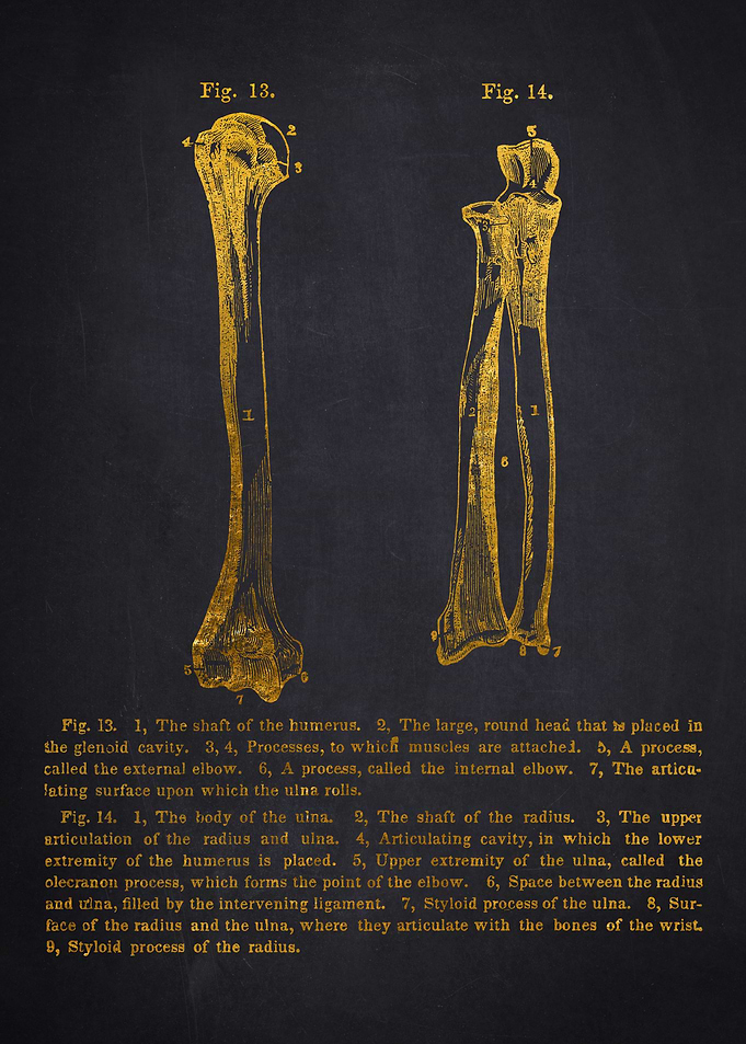 Human Arm Bones Anatomy