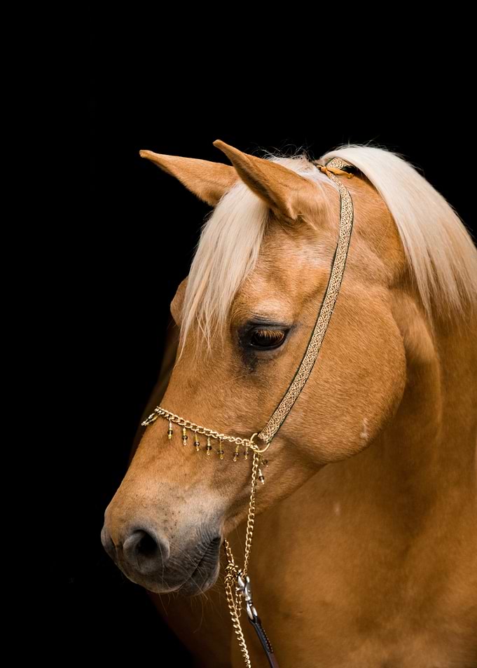 Palomino Horse Portrait