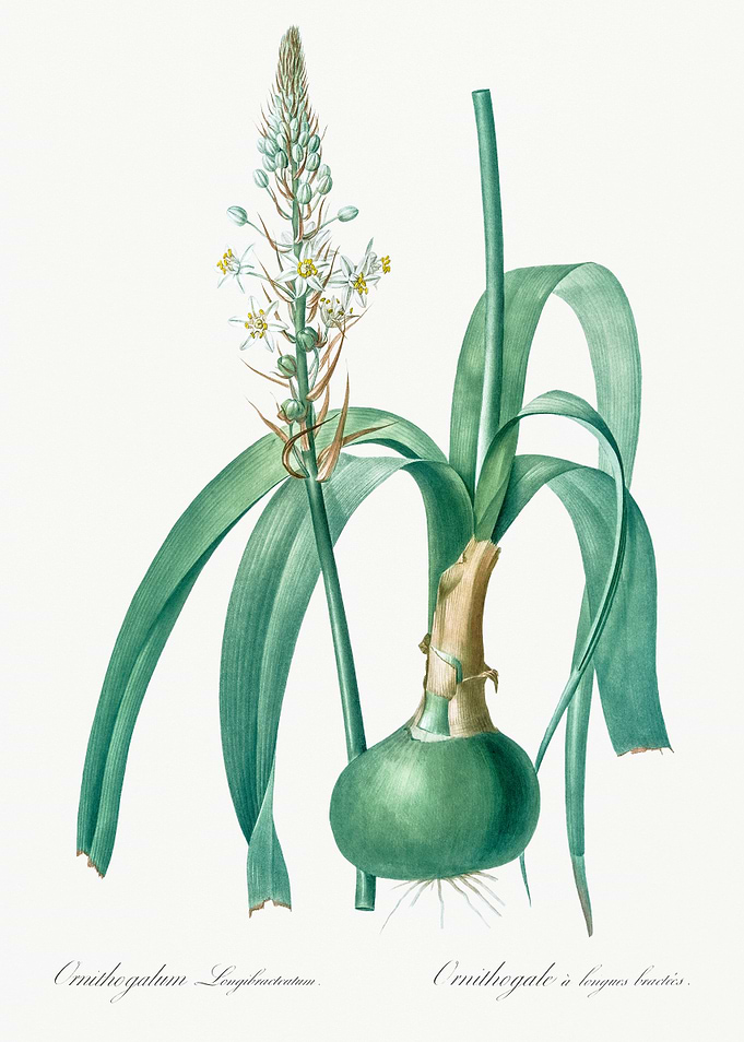 Ornithogalum Longibracteatum