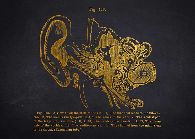 Vintage Ear Anatomy Illustration