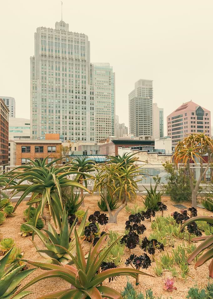Urban Oasis Rooftop Garden