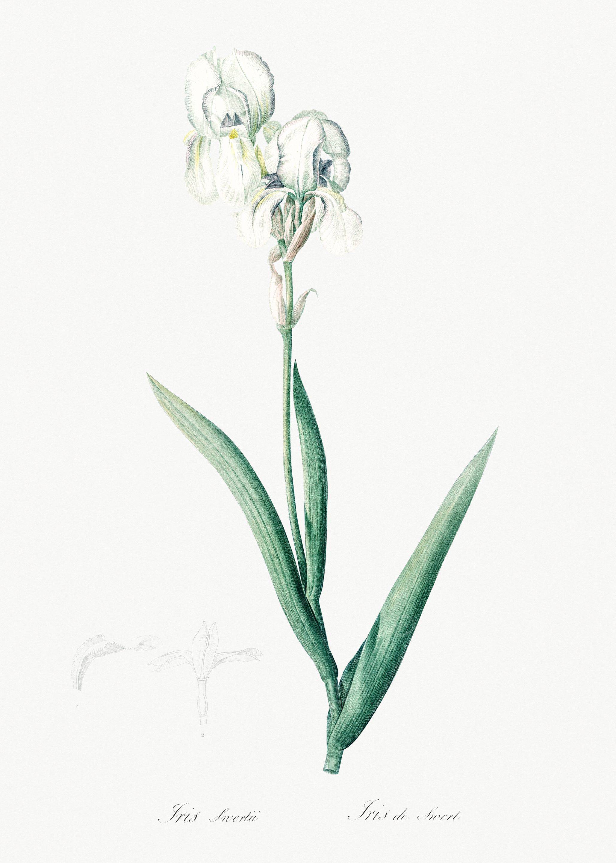 White Iris Flower Illustration