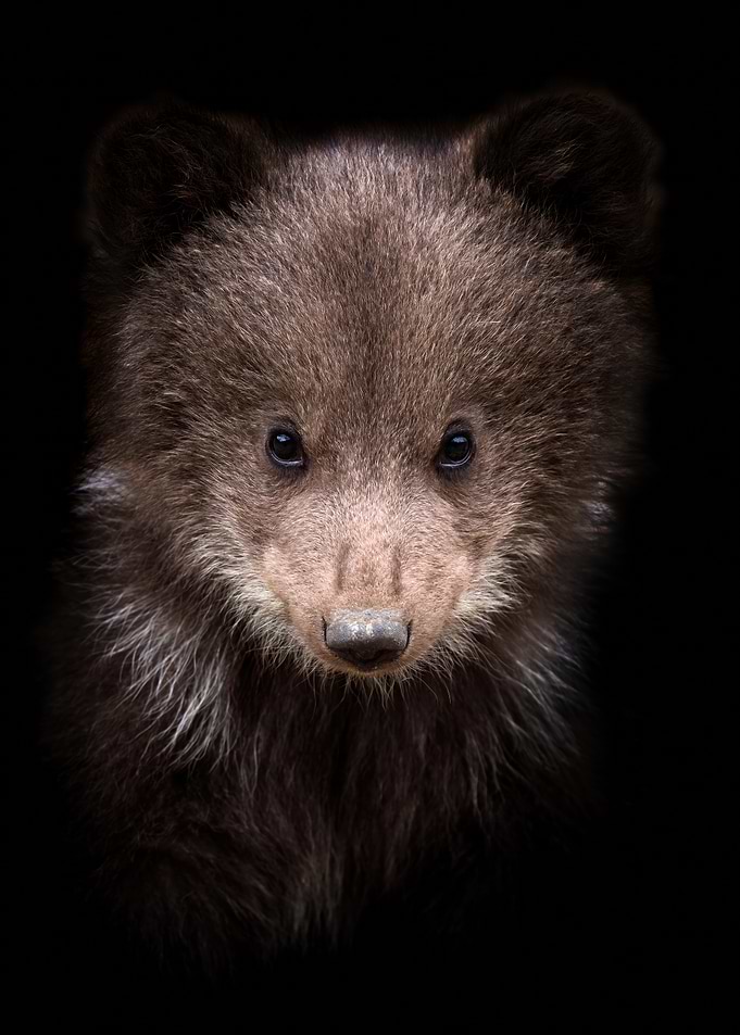 Close-up of a Bear Cub