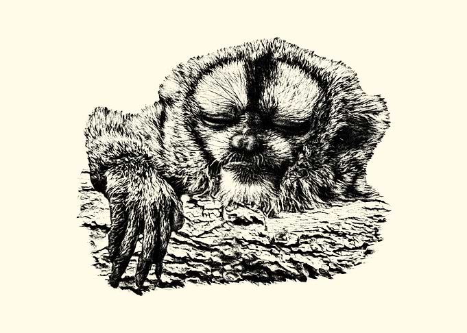 Sleeping Night Monkey Sketch