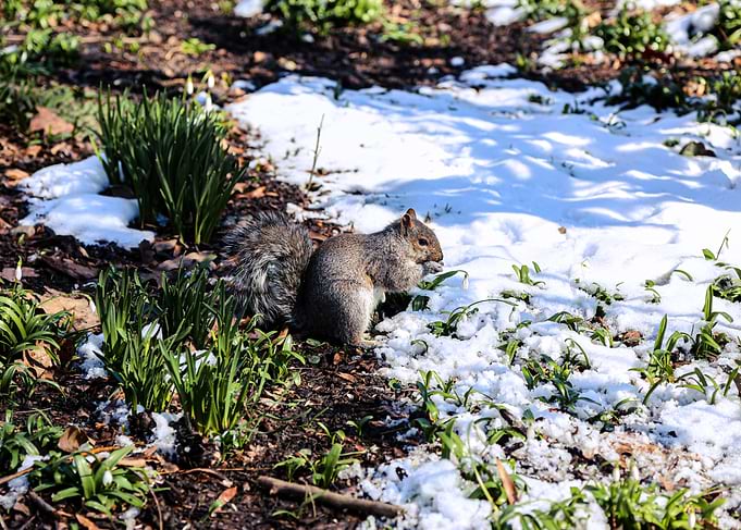 Squirrel in Snowy Park