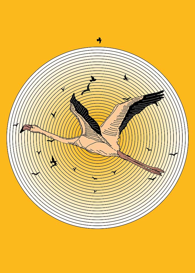 Flamingo in Flight