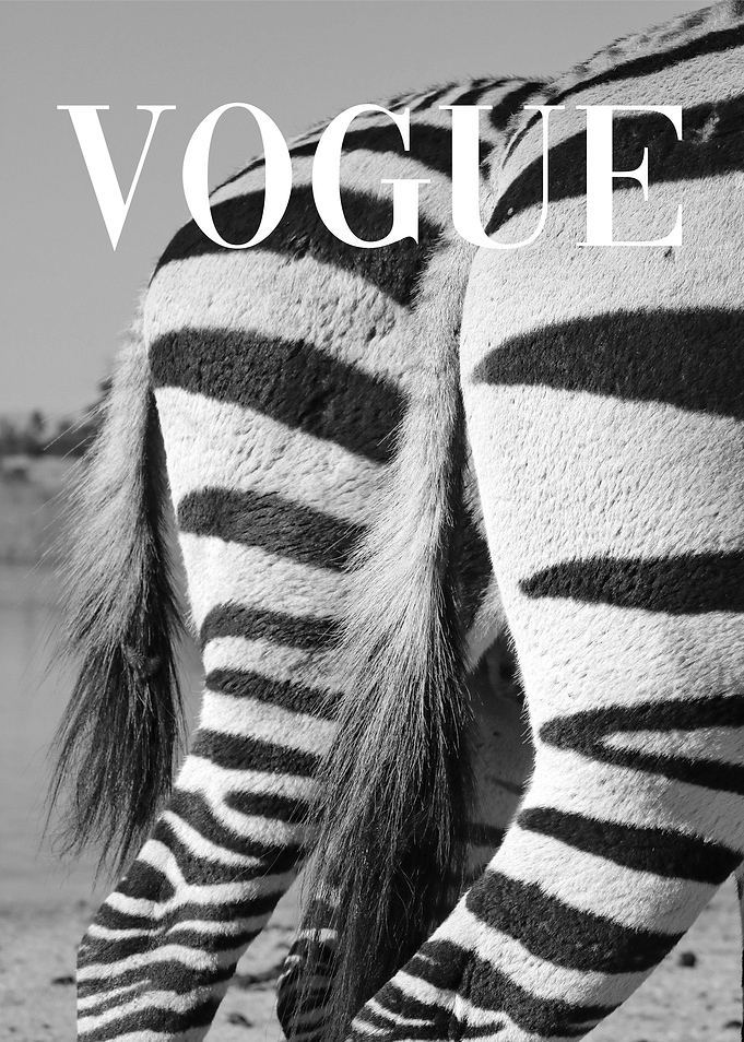Zebra Vogue