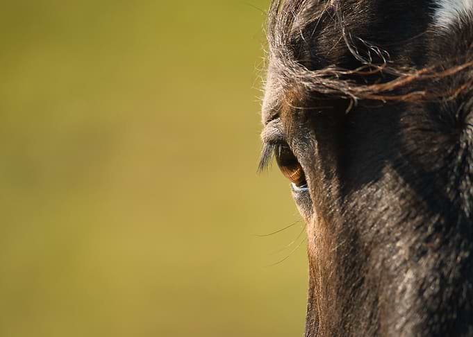 Horse Eye Close-Up