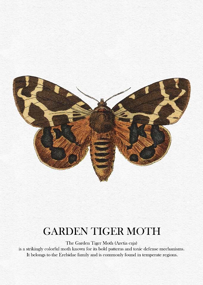 Garden Tiger Moth Illustration