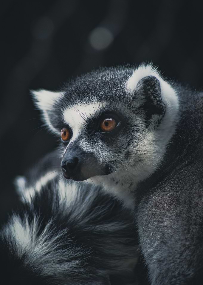 Lemur Portrait