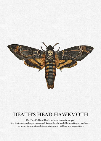 Death's-Head Hawkmoth Illustration