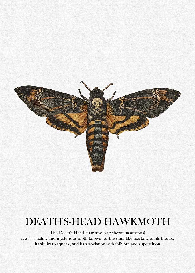 Death's-Head Hawkmoth Illustration